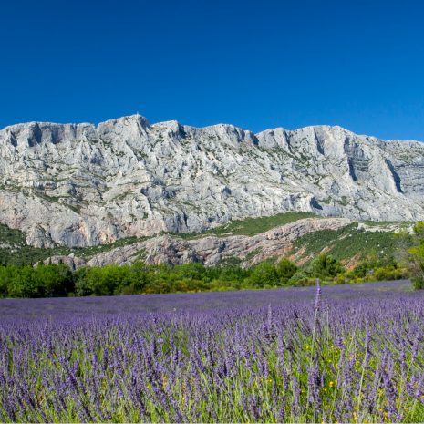 mount-sainte-victoire-and-lavender-picture-id952879076